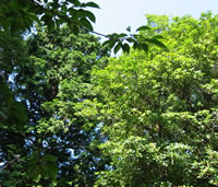 夏の境内　樹木