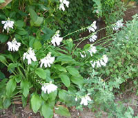 擬宝珠 （ぎぼうし）