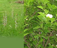 ねじりんぼうと夏つばき（沙羅双樹）