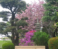 三つ葉ツツジと八重桜