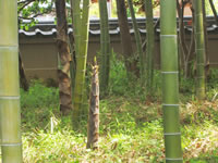 竹林と竹の中学