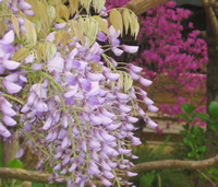 三つ葉ツツジとフジ