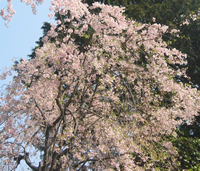 しだれ桜