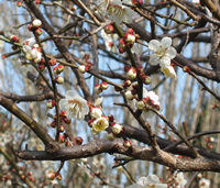 東陽寺の春・梅