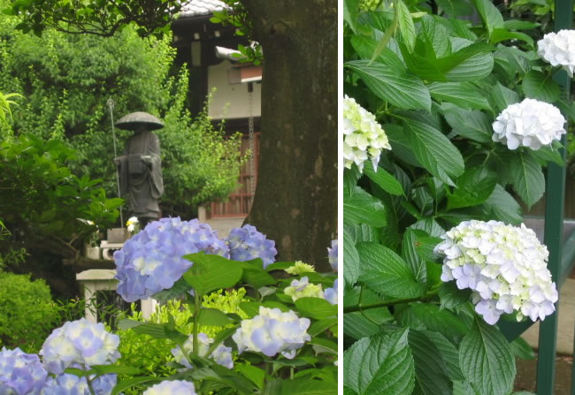 紫陽花・あじさい